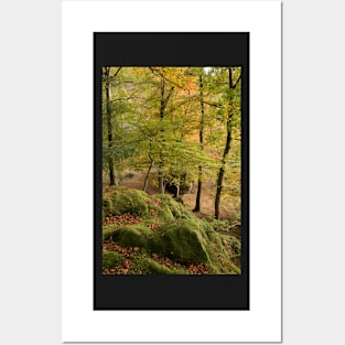 Brathay Woods #1 Posters and Art